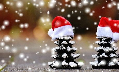 Вічна передноворічна суперечка: які ялинки обирають гадячани