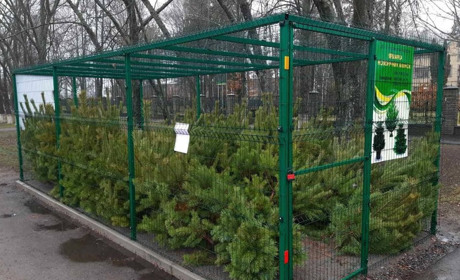 Ярмарка ялинок у Конотопі: скільки коштуватимуть дерева цього року?