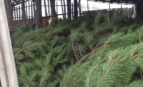 Скільки коштує новорічна ялинка і що очікує за незаконно зрубане деревце