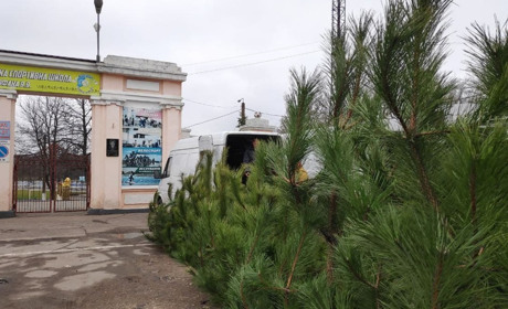 Скільки коштує ялинка в Первомайську