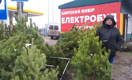 Від ста гривень: у Переяславі почали продавати живі ялинки