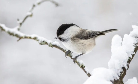 Погода у Старокостянтинові на 20-26 грудня: тріщатимуть морози і знову відлига
