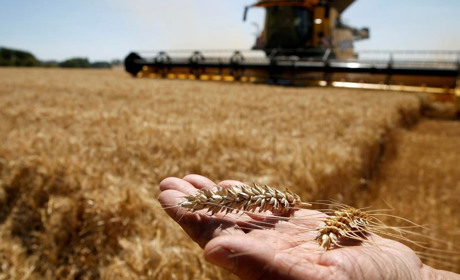 В Україні зібрали рекордний урожай за роки незалежності: Полтавщина серед лідерів