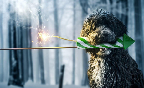 Собачі страждання: як вберегти собаку від стресу під час вибухів салютів. Поради кінолога