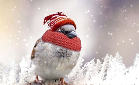 Якою буде погода на Кагарличчині та Ржищівщині 25 і 26 грудня