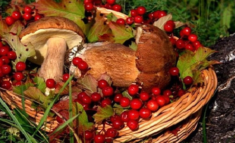 Штрафи за збір грибів та ягід: у Кабміні затвердили суми, що потрібно знати гадячанам