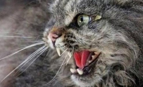 У селі на Сарненщині виявили сказ