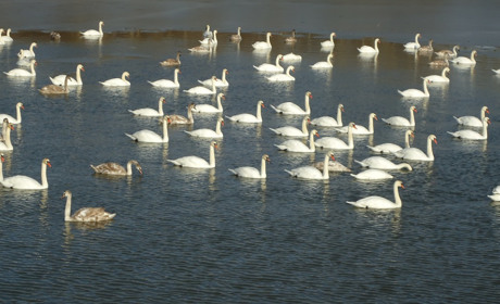 У Чорторию повернулися лебеді: зараз на озері понад 100 птахів