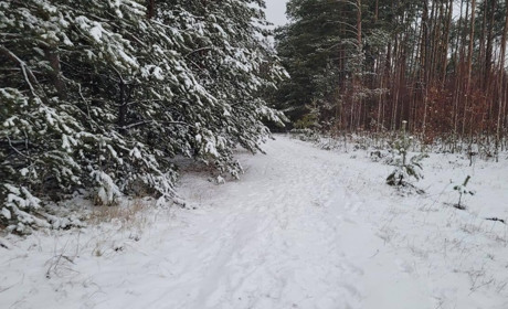 Тіло жертви заховав у лісі: на Сарненщині злодій зізнався у вбивстві