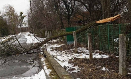 У Переяславі зріжуть 13 дерев. Фахівець із благоустрою пояснив: де і чому?