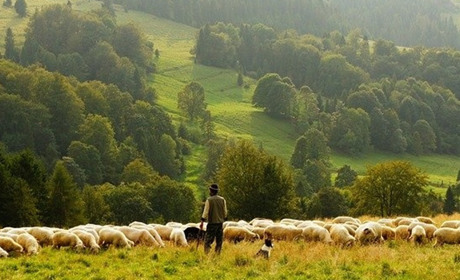 Поголів'я усіх видів сільгосптварин в Україні продовжує скорочуватися