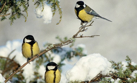 Якою буде погода на Кагарличчині та Ржищівщині 22 і 23 січня