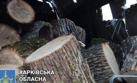 Напиляли ясенів на майже 200 тис гривень: у Лозовій чоловіка підозрюють у незаконній порубці дерев