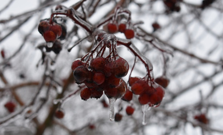 Без температурних коливань, вологий і з погодними аномаліями: підсумки 2021 метеороку на Сірогозщині