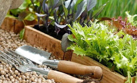 Весна серед зими: що сіяти в лютому на розсаду