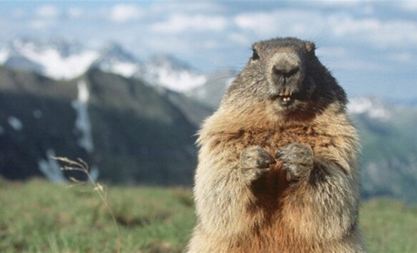 Бабак, який віщує весну: як з'явилася традиція пророкувати провесінь в це свято