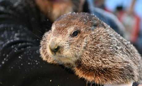 Чи буде рання весна — що прогнозує бабак в цьому році?