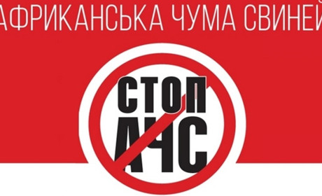 У сусідньому районі зафіксували випадок захворювання на африканську чуму свиней