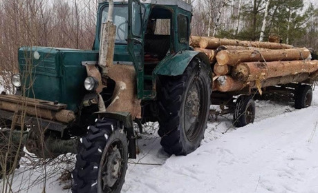 Зрізали 14 колод: у селі на Сарненщині крали сосни