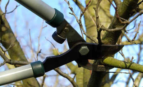 Щоб мати здоровий сад: догляд за деревами у лютому