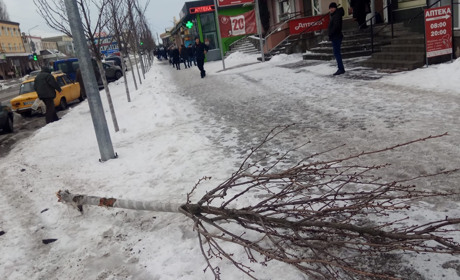 Новини громади за 7-13 лютого: про прийом, благодійність, зламану сакуру та боротьбу з мокрим снігом