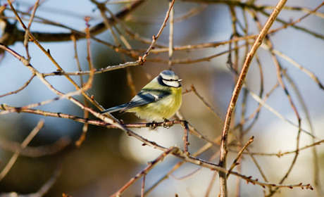 Погода в Кагарлику та Ржищеві на тиждень - з 14 по 20 лютого