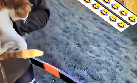 На Сарненщині «живодери» заради сміху кидали котів з висоти