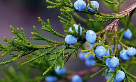 Польза можжевельника для мужчин и женщин, применение в медицине