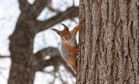 Коли в Україну прийде тепло: прогнози синоптиків