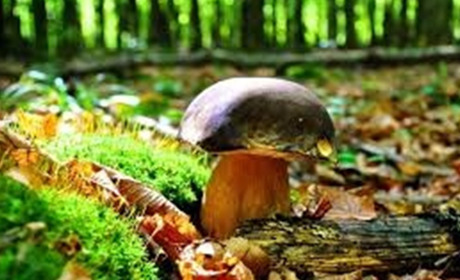 Люди запитують: «Невже за збирання грибів і ягід доведеться платити штрафи?»