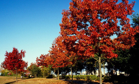 Нові дерева та кущі майже на 2 мільйони гривень: КП «Паркове господарство» оголосило тендер