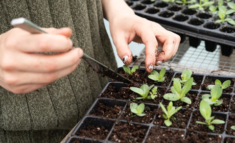 Висадка розсади в лютому: які овочі і квіти потрібно садити вже зараз
