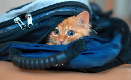 Як підготувати «екстрену валізу»: розповідаємо що потрібно покласти