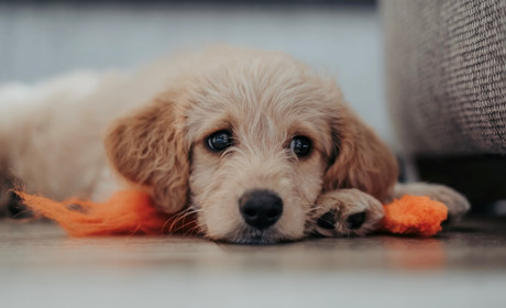 «Тривожна валізка» для тварин та поради, що робити з вихованцями під час ракетних обстрілів