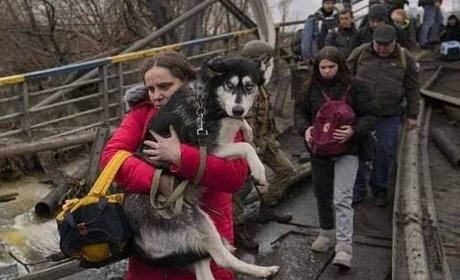 Як перетнути кордон ЄС з тваринами
