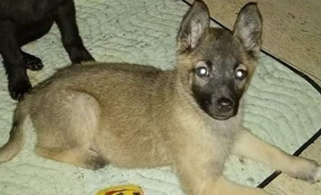 У Гадячі шукають господарів для трьох цуценят