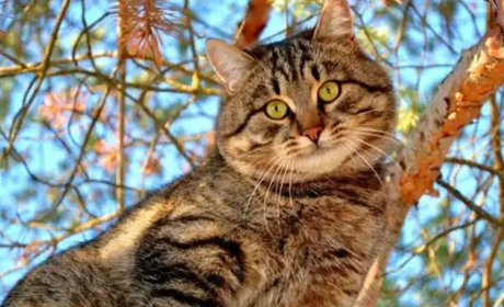 Метеостанція Нижні Сірогози: прогноз погоди з 31 березня по 04 квітня