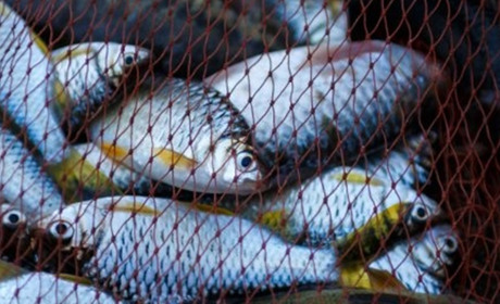 На Лозівщині чоловіків спіймали за незаконною риболовлею