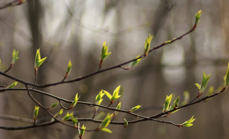 Погода в Кагарлику та Ржищеві на тиждень - з 11 по 17 квітня
