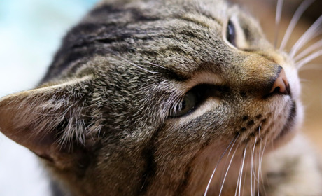 Нікопольські котики з притулку чекають на нових господарів та затишні домівки: фото вусатих