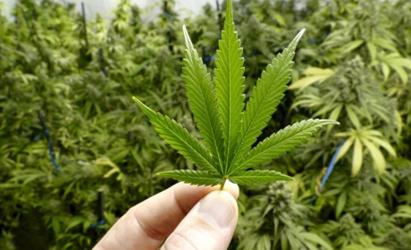 У Сватівському районі впіймали наркоділка