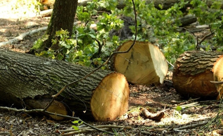 За незаконно зрубані дерева у Шипинцях порушники мають заплатити понад 300 тисяч завданої шкоди