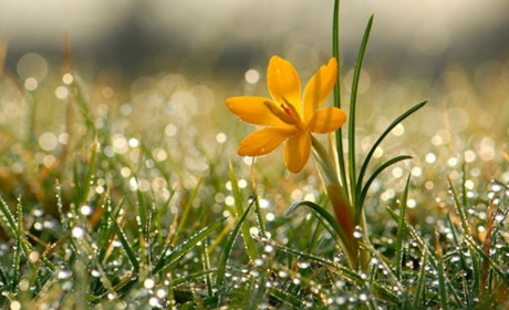 Погода в Кагарлику та Ржищеві на тиждень - з 18 по 24 квітня