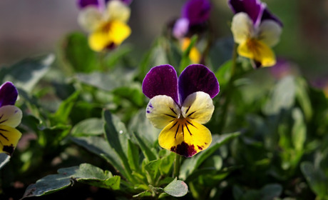 Фото дня: попри жахіття війни, життя продовжується...у весняних квітах