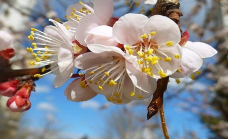 Погода в Кагарлику та Ржищеві на тиждень - з 25 квітня по 1 травня