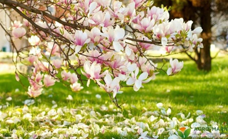 Місячний посівний календар на травень: кращі дні для роботи в саду та на городі