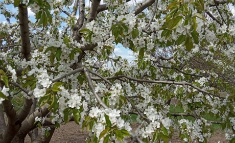 У Мелітополі пишно квітне черешня, яким буде врожай