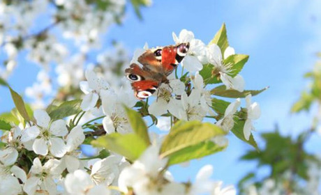 Погода в Кагарлику та Ржищеві на тиждень - з 2 по 8 травня
