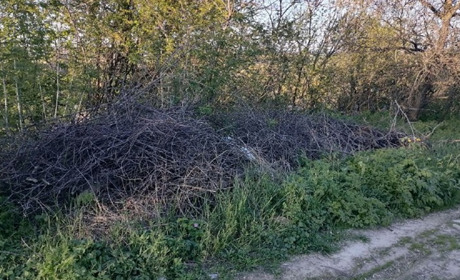 Утилізація гілок у Гадячі: чому в місті досі немає подрібнювача?