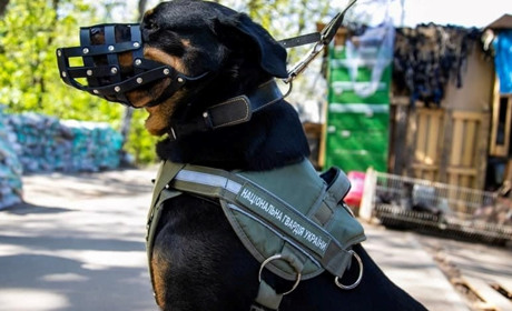 Не Патроном єдиним. 5 історій про песиків, які працюють задля перемоги
